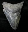 Bargain, Serrated Megalodon Tooth - South Carolina #19058-1